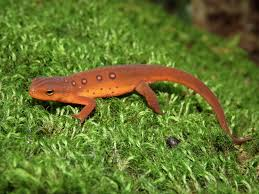 <p>Eastern Newt </p>