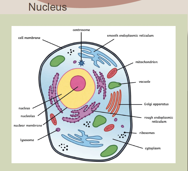 <p>The control center of the cell that stores DNA, DNA replication, and controls metabolism.</p>