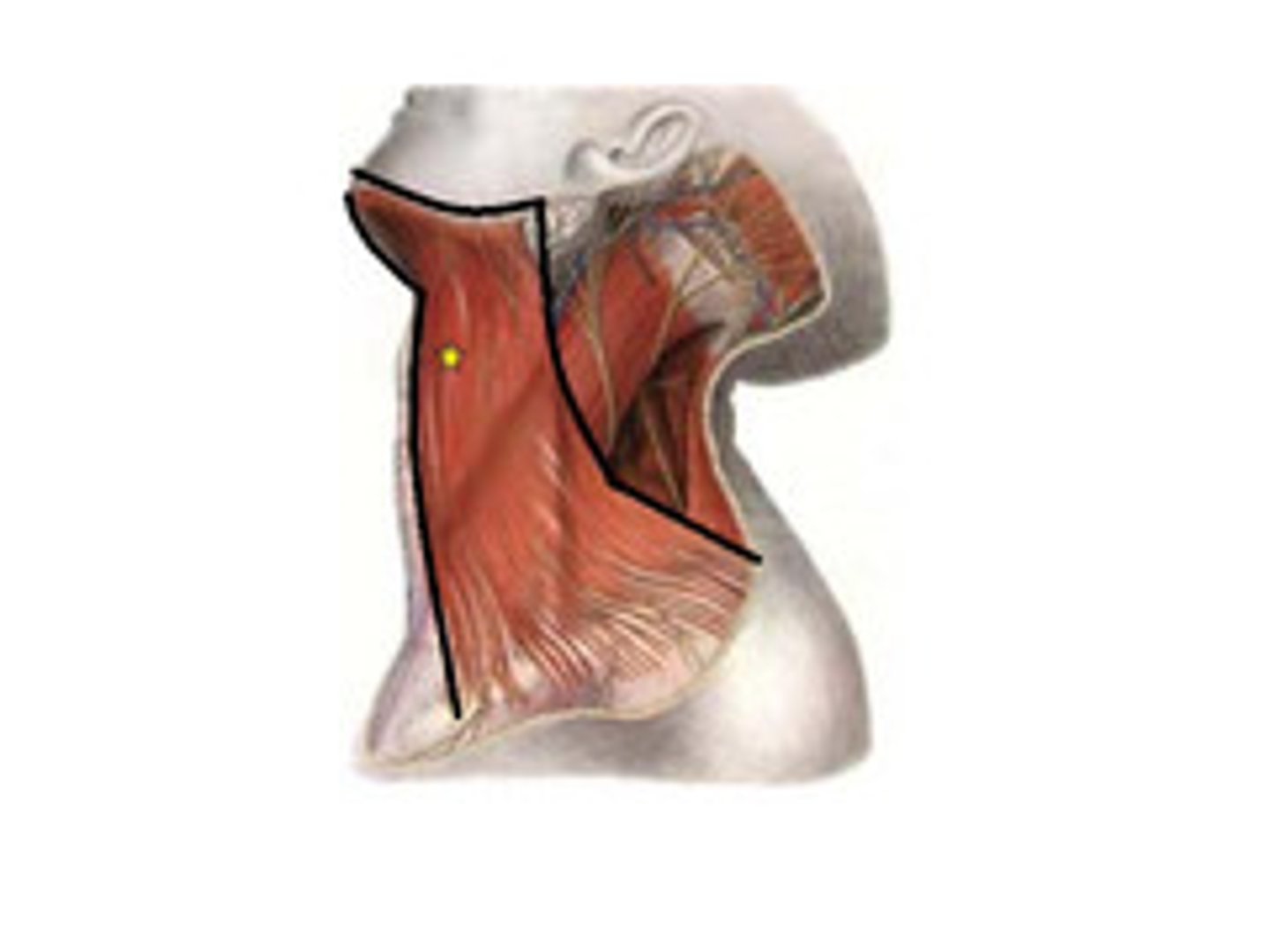 <p>Origin: Fascia of deltoid and pectoralis major Insertion: Mandible; skin and subcutaneous tissue of lower face</p><p>Action: Draws lower lip and angle of mouth downward; elevates and creases skin of neck</p>