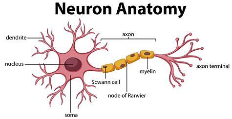 <p>The main part of a neuron that contains the nucleus and other cellular organelles. It integrates incoming signals from dendrites and generates electrical impulses to transmit information along the axon.</p>