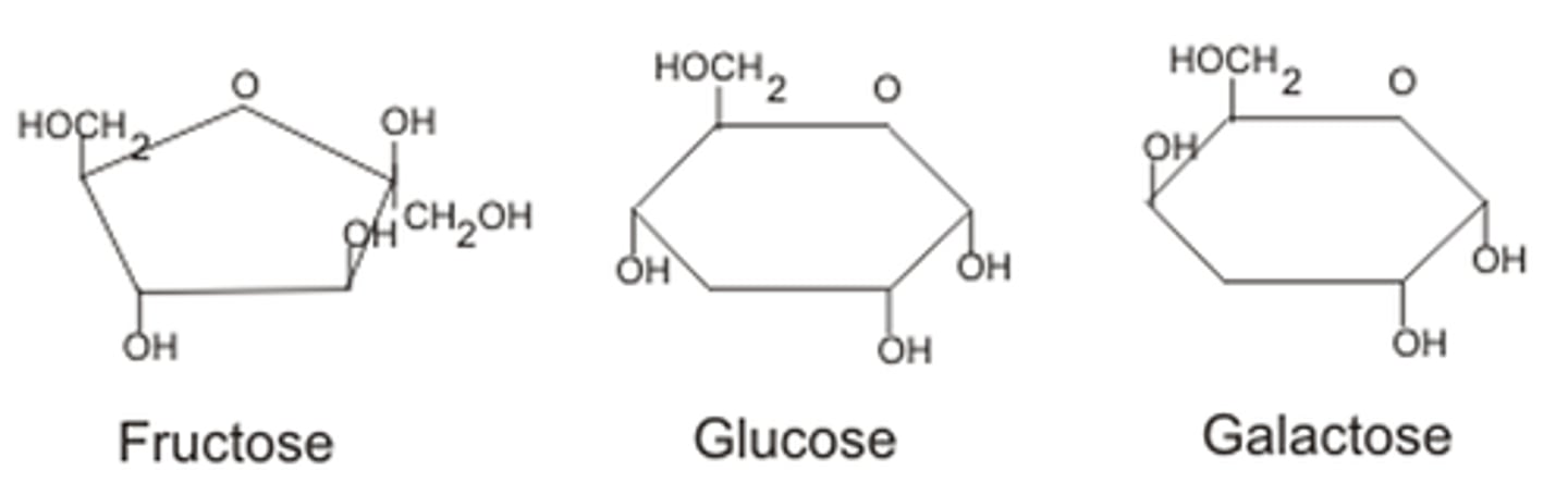 <p>glucose, fructose, galactose</p>