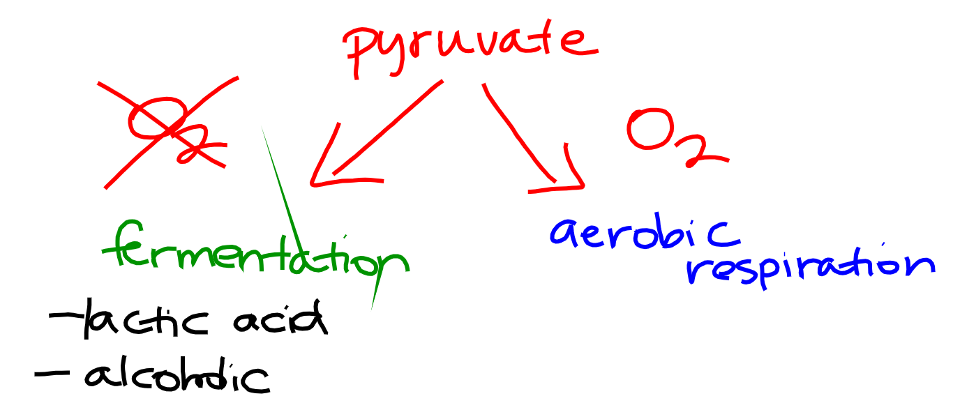 Fermentation allows the production of a small amount of ATP without oxygen