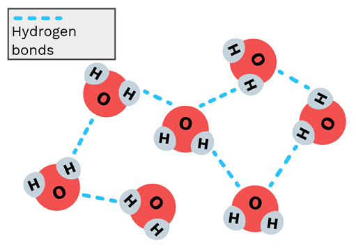 <ul><li><p>the attraction between the hydrogen atom on one water molecule and the oxygen atom on another water molecule</p></li><li><p>affected by polarity</p></li><li><p>water molecule: 4 hydrogen bonds</p></li></ul>