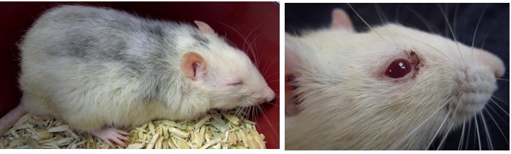 <p>URT infection - sneezing, nasal discharge, porphyrin staining around nostrils, noisy breathing</p><p>LRT infection - increased RR and effort, noisy breathing, crackles, muffled heart sounds</p><p>Risk if stress/immunosuppression, environmental e.g. cage ventilation</p><p>Due to:<br>Viral - Sendai virus, paramyxovirus<br>Bacterial - Mycoplasma pulmonis, Strep pneumonis, Cillia-associated Bacillus, Haemophilus spp<br>Fungal - Pneumocystis carinii</p><p>Diagnosis - clinical suspicion ± radiography</p><p>Treatment - antibiotics &gt;3w (doxycycline, marbofloxacin, azithromycin), meloxicam, nebulisation, furosemide if secondary lung oedema</p>