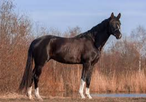 <p>Identify the breed of horse? </p>