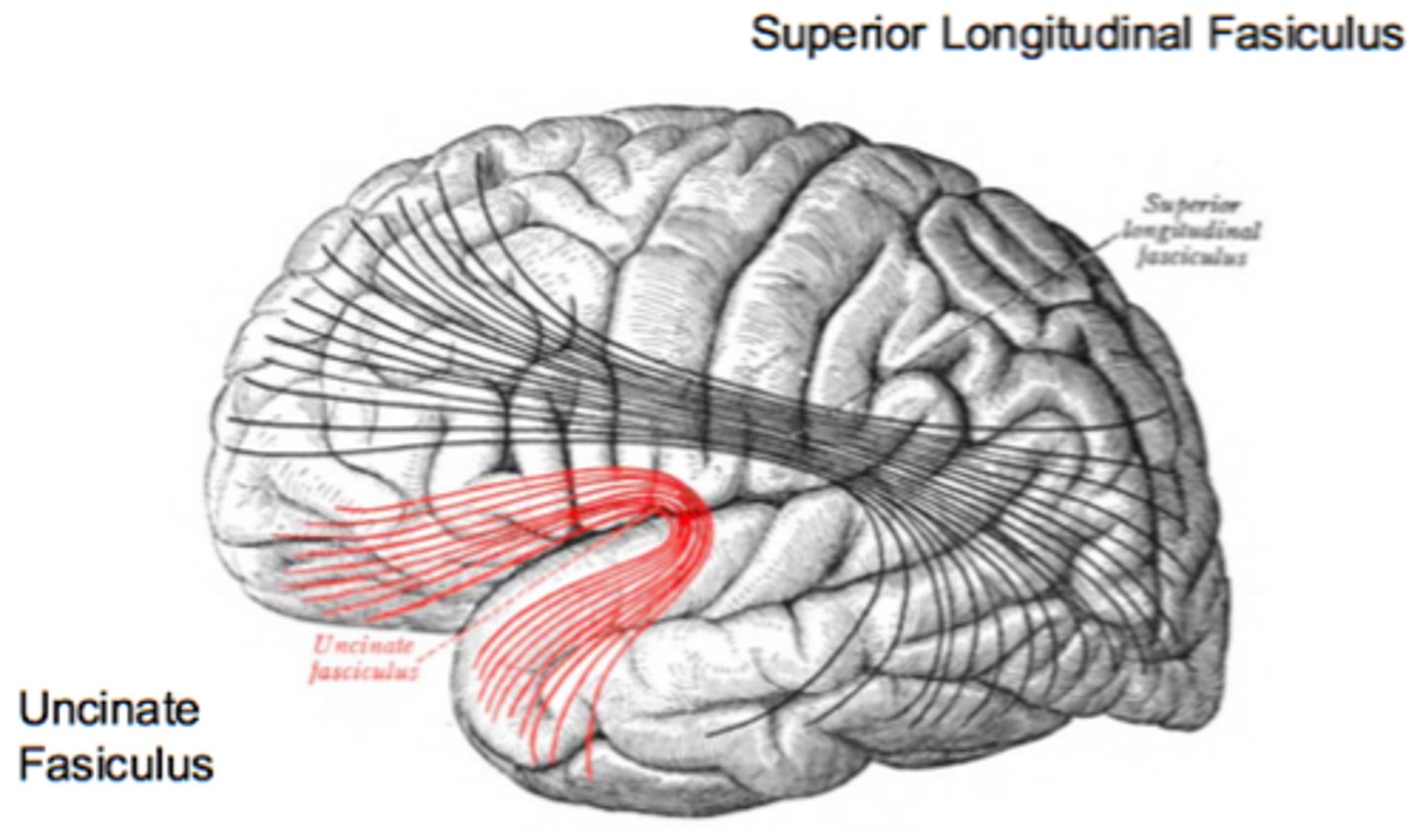 <p>connects inferior frontal gyrus to anterior temporal lobe</p>