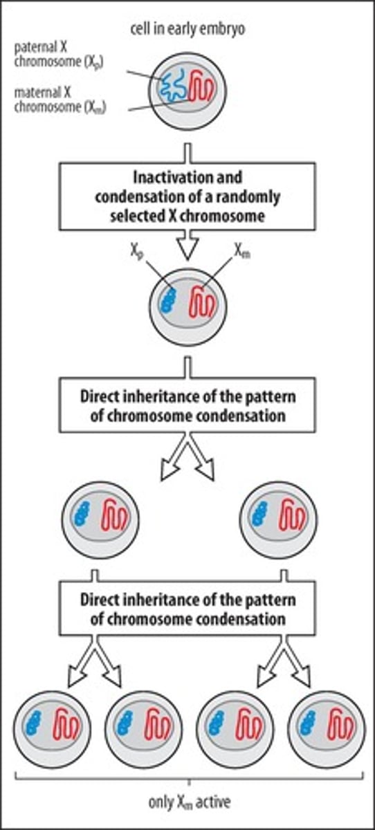 <p>Inactivated X chromosome in female mammals.</p>