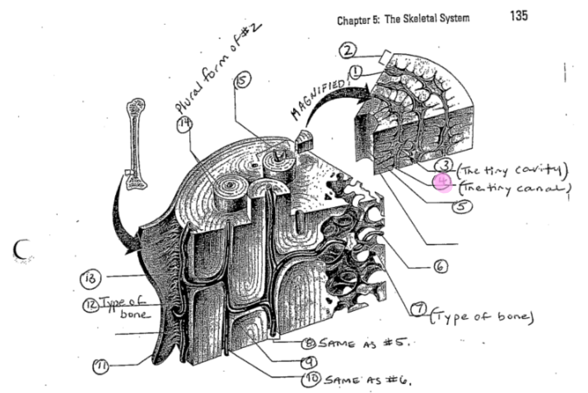 term image