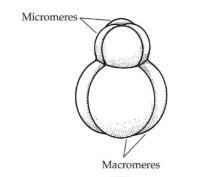 <p>Name for the larger cells at vegetal pole during spiral cleavage</p>