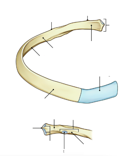 <p>Describe the tubercle of a typical rib, including its articular and non-articular portions.</p>