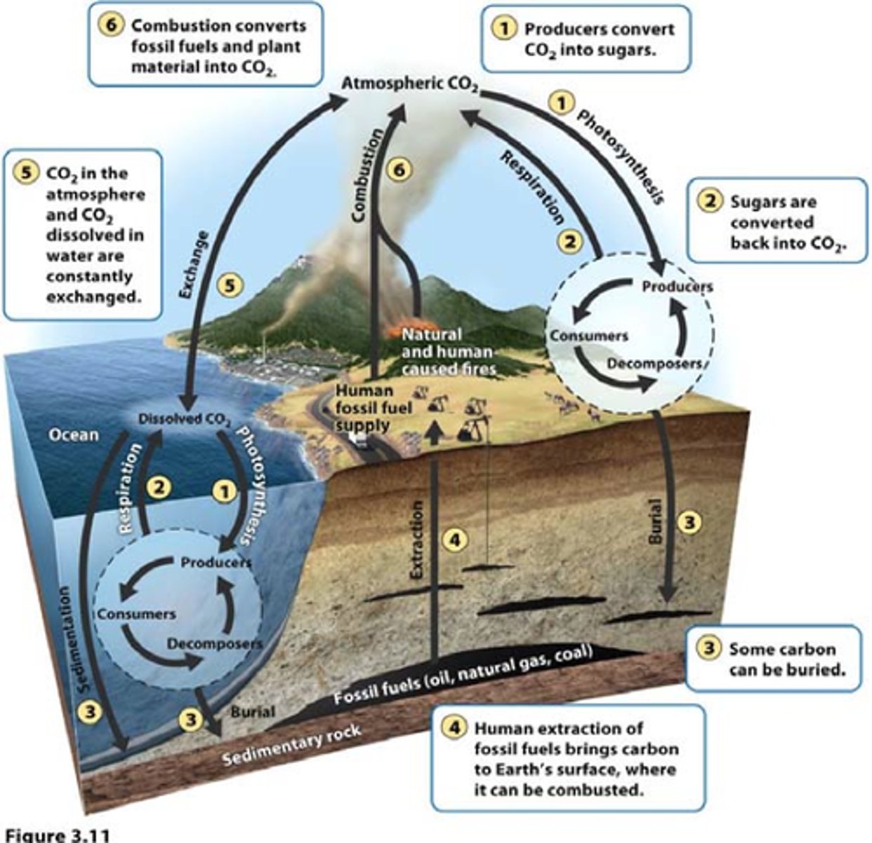 <p>cycle where plants and animals die depositing carbon in the ground</p>