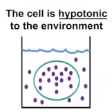 <p>Hypotonic</p>