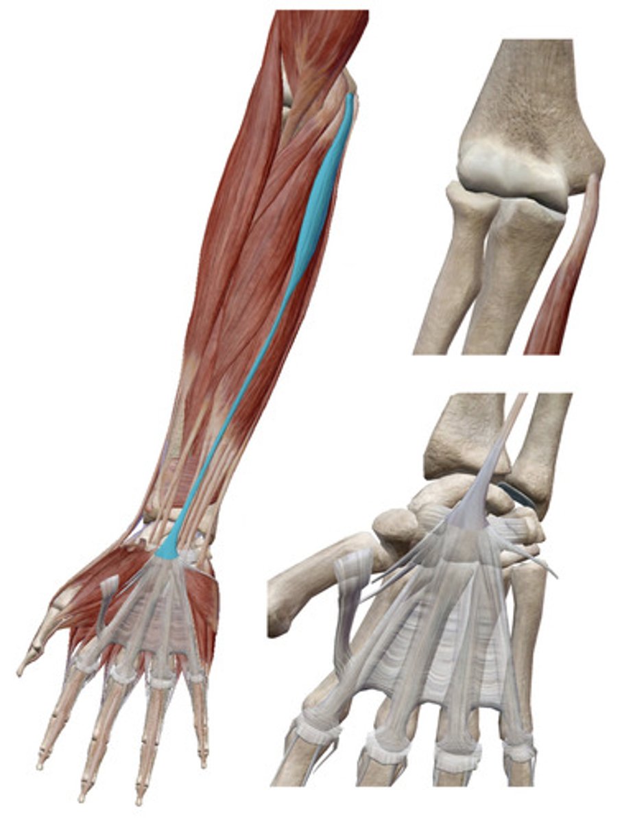 knowt flashcard image