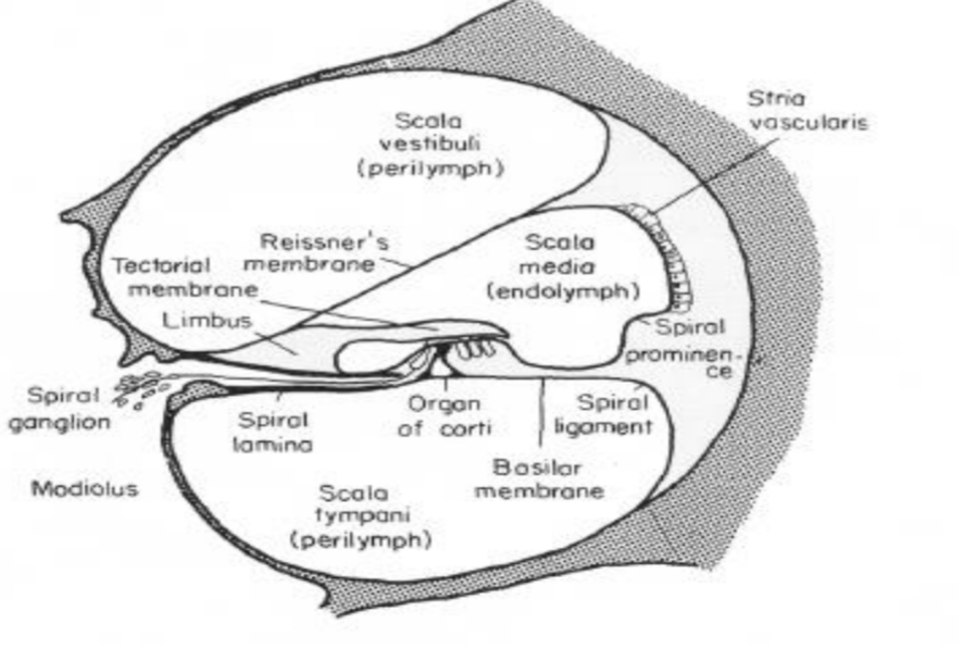 <p><strong>Benig labyrint</strong><br>• 2¾ windingen rond centrale as (<strong>modiolus</strong>)</p><p><strong>Membranair labyrint</strong><br>• <strong>Scala vestibuli</strong> – perilymfe<br>• <strong>Scala media</strong> – endolymfe<br>• <strong>Scala tympani</strong> – perilymfe</p><p><strong>Belangrijke membranen</strong><br>• <strong>Membraan van Reissner</strong><br>• <strong>Basilair membraan</strong></p><p><strong>Orgaan van Corti</strong><br>• <strong>Haarcellen</strong><br>– <strong>Inwendige haarcellen (IHC)</strong><br>▸ 1 rij, ±3500<br>▸ U-vormige stereociliënbundel (±60 stereocilia)<br>– <strong>Uitwendige haarcellen (OHC)</strong><br>▸ 3 rijen, ±10500<br>▸ W-vormige stereociliënbundel (20–100 stereocilia)</p><p><strong>Tectoriaal membraan</strong><br>• Van spirale limbus naar steuncellen<br>• Contact met langste stereocilia van OHC<br>• Onderdeel van cochleaire partitie</p>