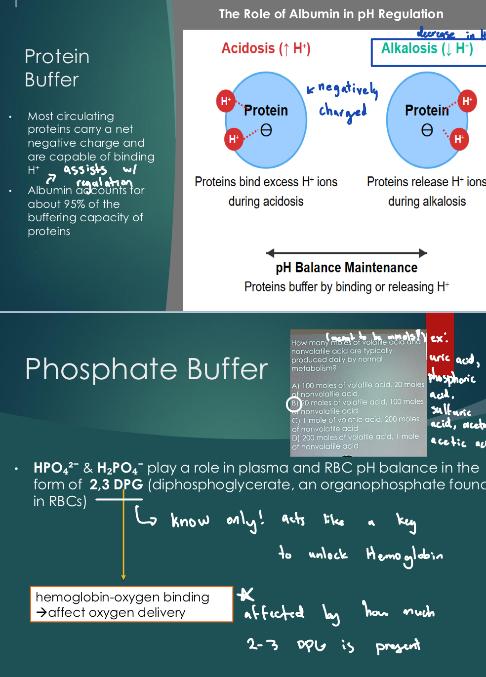 <ul><li><p><strong>Bicarbonate/carbonic acid buffer system: </strong><u>H(+) + HCO3 ⇌ H2CO3 ⇌ CO2 + H2O</u></p></li><li><p><strong>Protein buffer:</strong> Most circulating proteins carry a net negative charge capable of binding H+</p><ul><li><p><strong>Albumin:</strong> accounts for about 95% of the buffering capacity of proteins</p></li></ul></li><li><p><strong>Phosphate buffer: </strong>HPO4^2- &amp; H2PO4 - in plasma and RBC pH balance (2,3 DPG)</p></li></ul><p></p>
