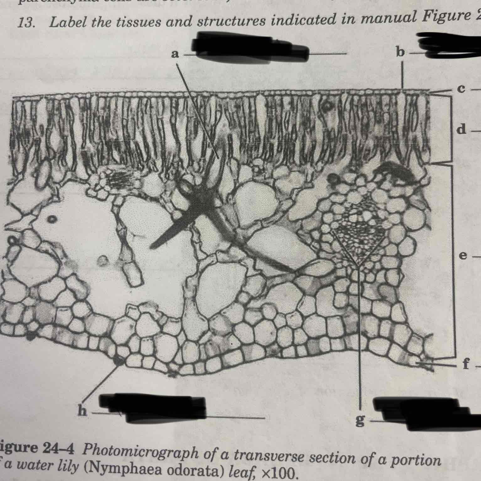 <p>Label, the tissues and structures indicated in a transverse section of a portion of a water lily</p>