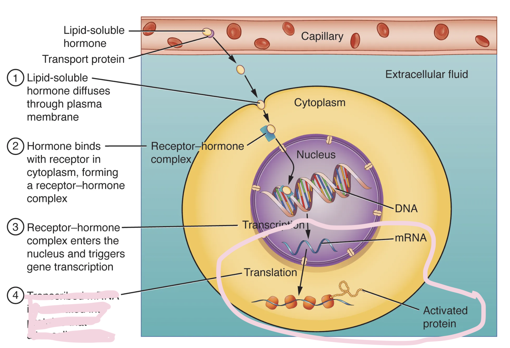 <p>What is step four of a lipid soluble hormone trying to reach it’s receptor?</p>