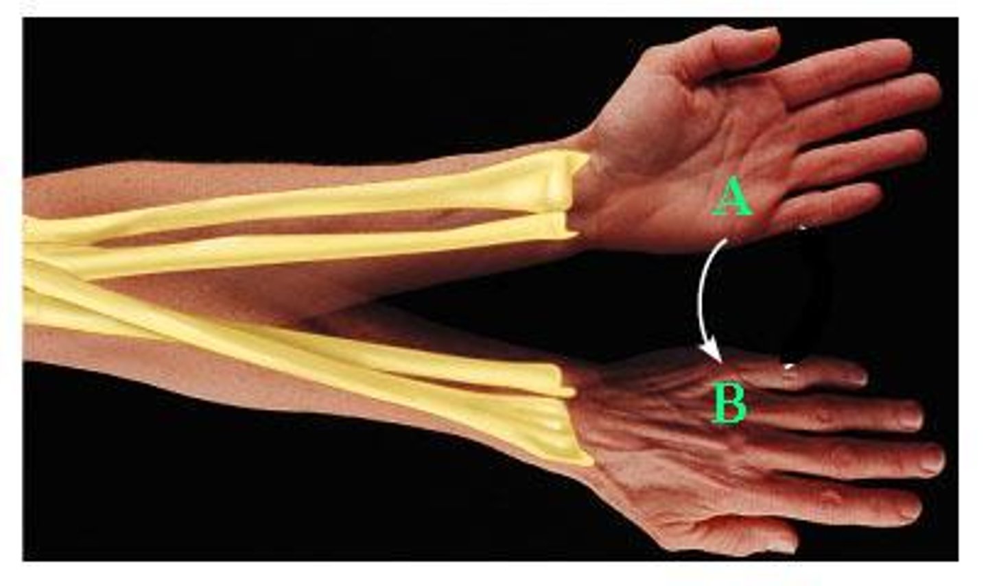 <p>Rotation of the forearm that turns the palm posteriorly/inferiorly</p>