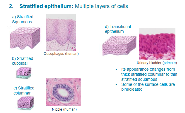 <ol><li><p>stratified squamous - cuboidal at the bottom, become more squamous towards the top (flattened)</p></li><li><p>stratified cuboidal - look cuboidal in all layers</p></li><li><p>stratified columnar - the outer level becomes cuboidal</p></li><li><p>transitional epithelium - starts columnar and ends cuboidal (often found in the urinary tract) - may make you think it looks like there are 2 nuclei in the cell</p></li></ol><p></p>
