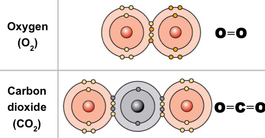 <p>Sharing two pairs of electrons</p>