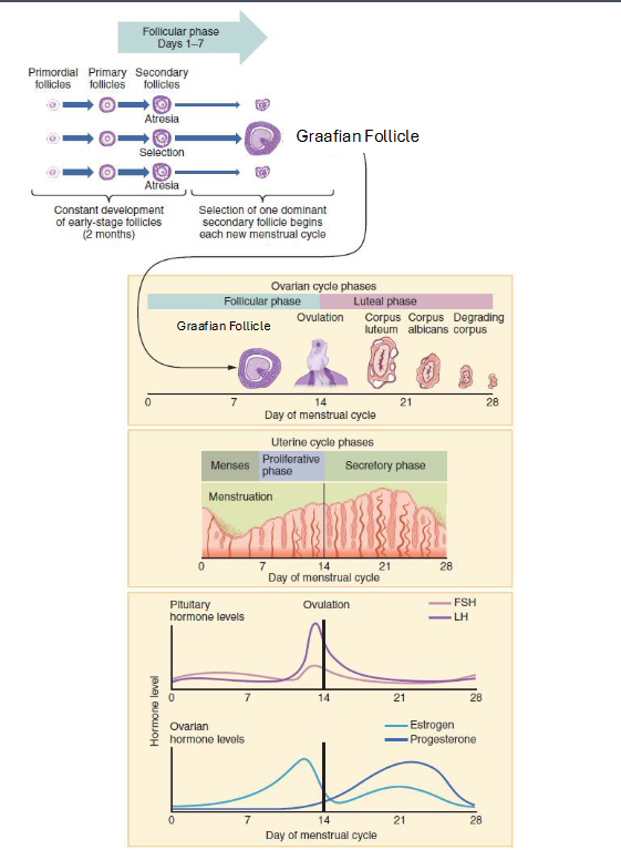 <p><span style="color: rgb(0, 0, 0);"><span>• Corpus luteum → corpus albicans</span></span><span style="color: rgb(0, 0, 0);"><br></span><span style="color: rgb(0, 0, 0);"><span>• Progesterone &amp; estrogen fall → menstruation begins</span></span><span style="color: rgb(0, 0, 0);"><br></span><span style="color: rgb(0, 0, 0);"><span>• FSH rises → next cycle begins</span></span></p>