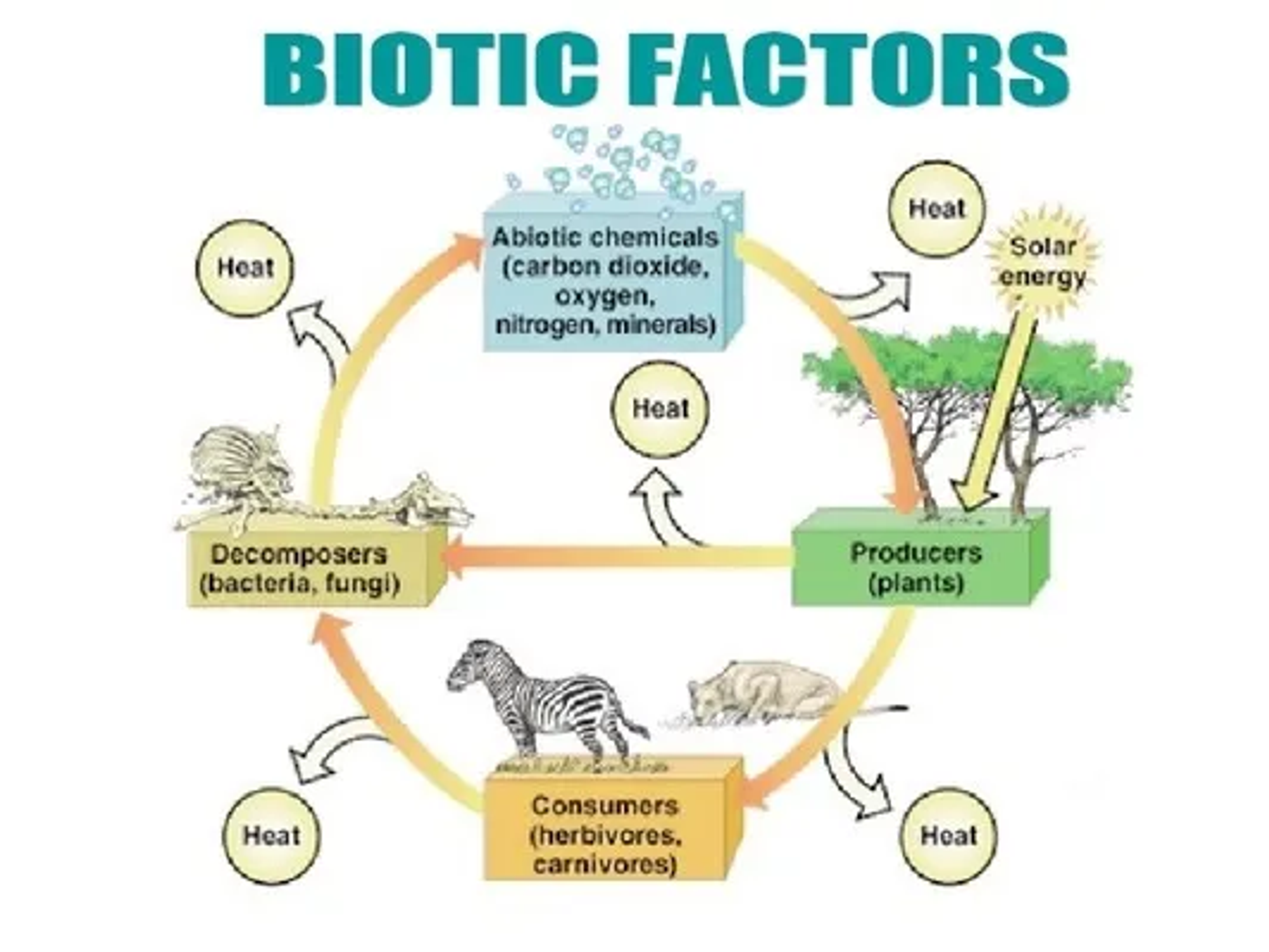 <p>The <span>dynamics</span><strong><span> </span></strong>of an ecosystem is how energy is transferred amongst the system and throughout. This starts from the sun and carries on to the producers, consumers, decomposers and finally the abiotic components.</p>