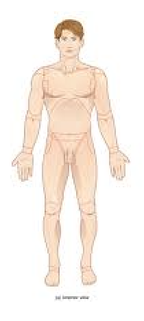 <p>Standing up facing forward with feet and palms facing front</p>