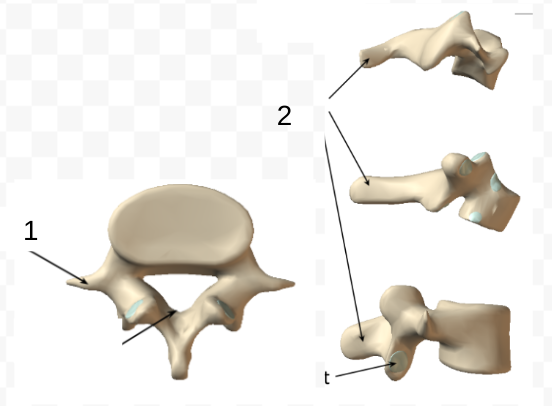 term image