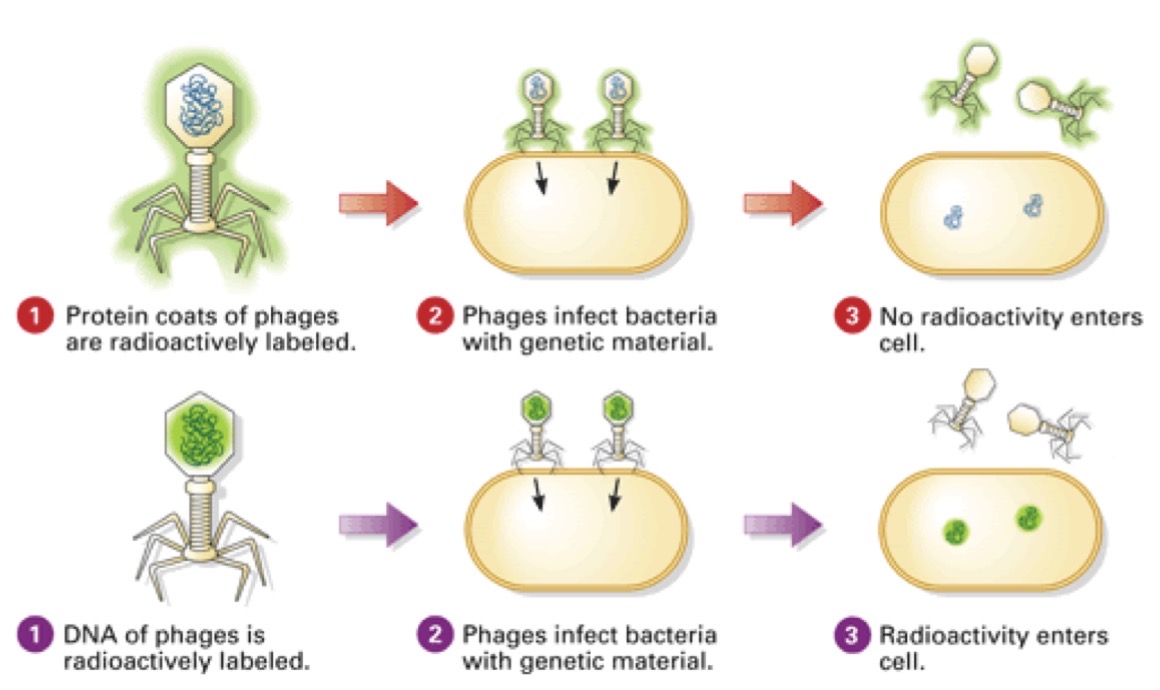 <p>An experiment that proved DNA is the genetic material being inserted by viruses during infection using radioactvity</p>