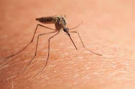 <p>Mosquitou</p>
