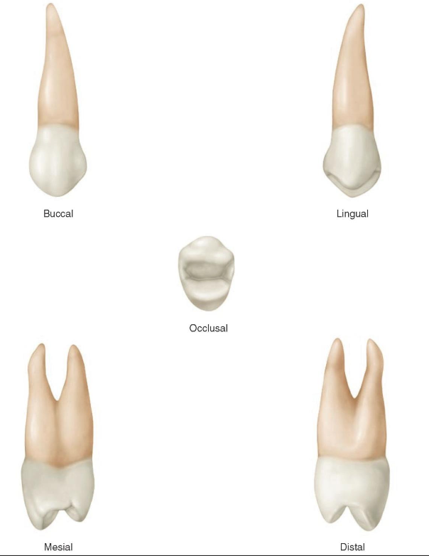 <p><strong><u>FIRST</u></strong> MAXILLARY pre-molar</p>