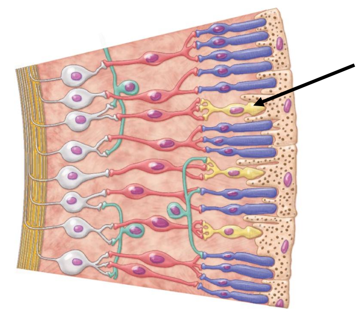 <p>Structure indicated by the arrow on the picture is </p><p></p><p>a. Ganglion cell</p><p>b. Bipolar cell</p><p>c. Rod cell</p><p>D. Cone cell</p>