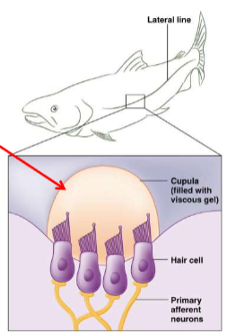 <p><span><span>neuromast</span></span></p>