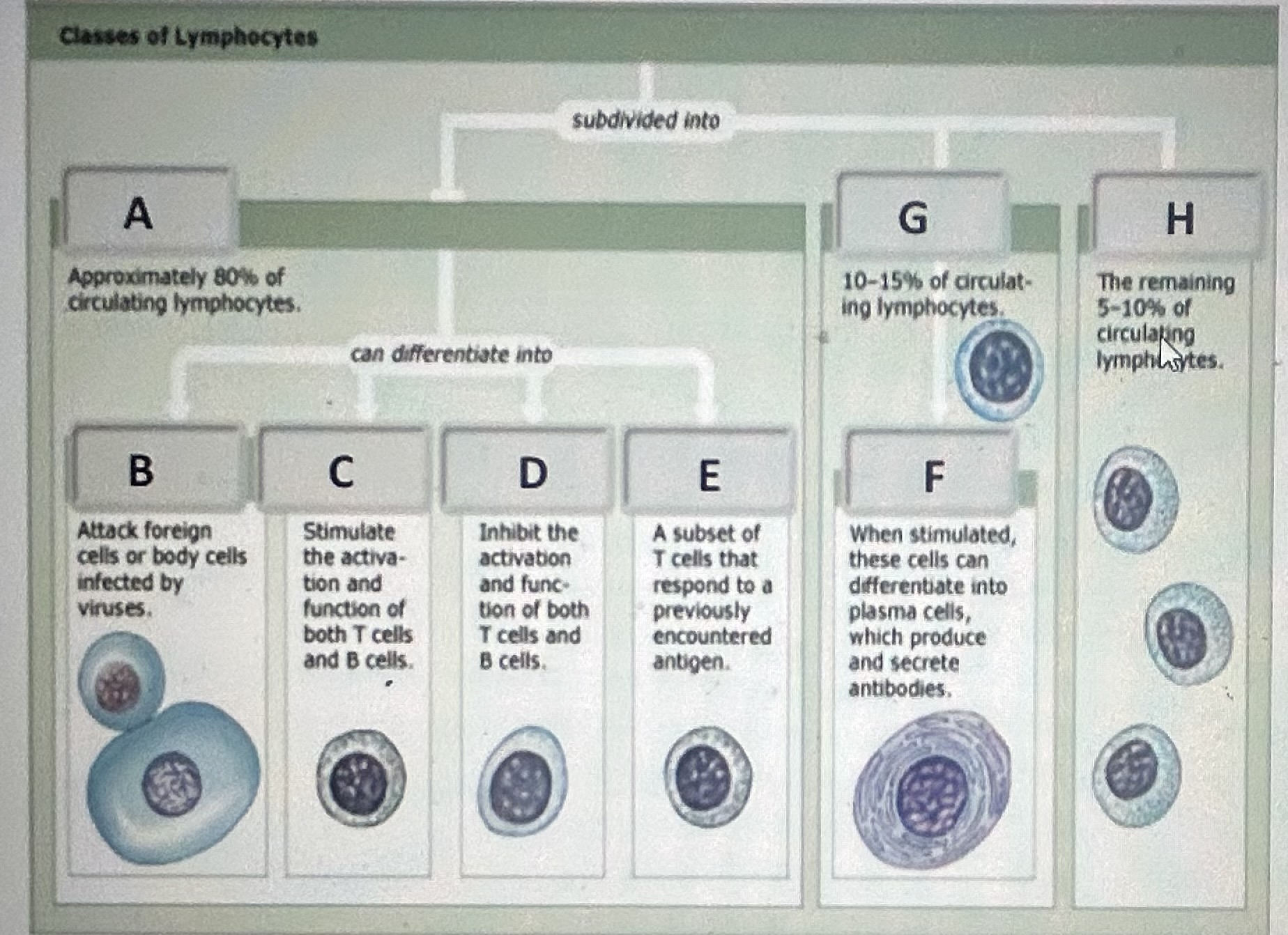 Identify the lymphocyte class labeled D 