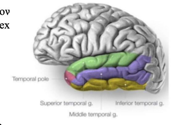 <p>superior and inferior temporal sulci (the grooves btw)</p>