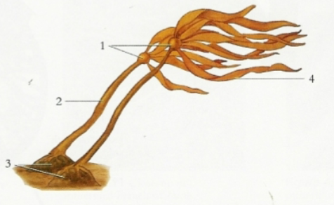 <p>What is this organism? What are 1, 2, 3, and 4?</p>