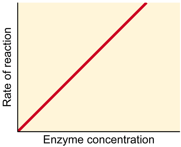 <p><span><span>Enzyme Concentration</span></span></p>