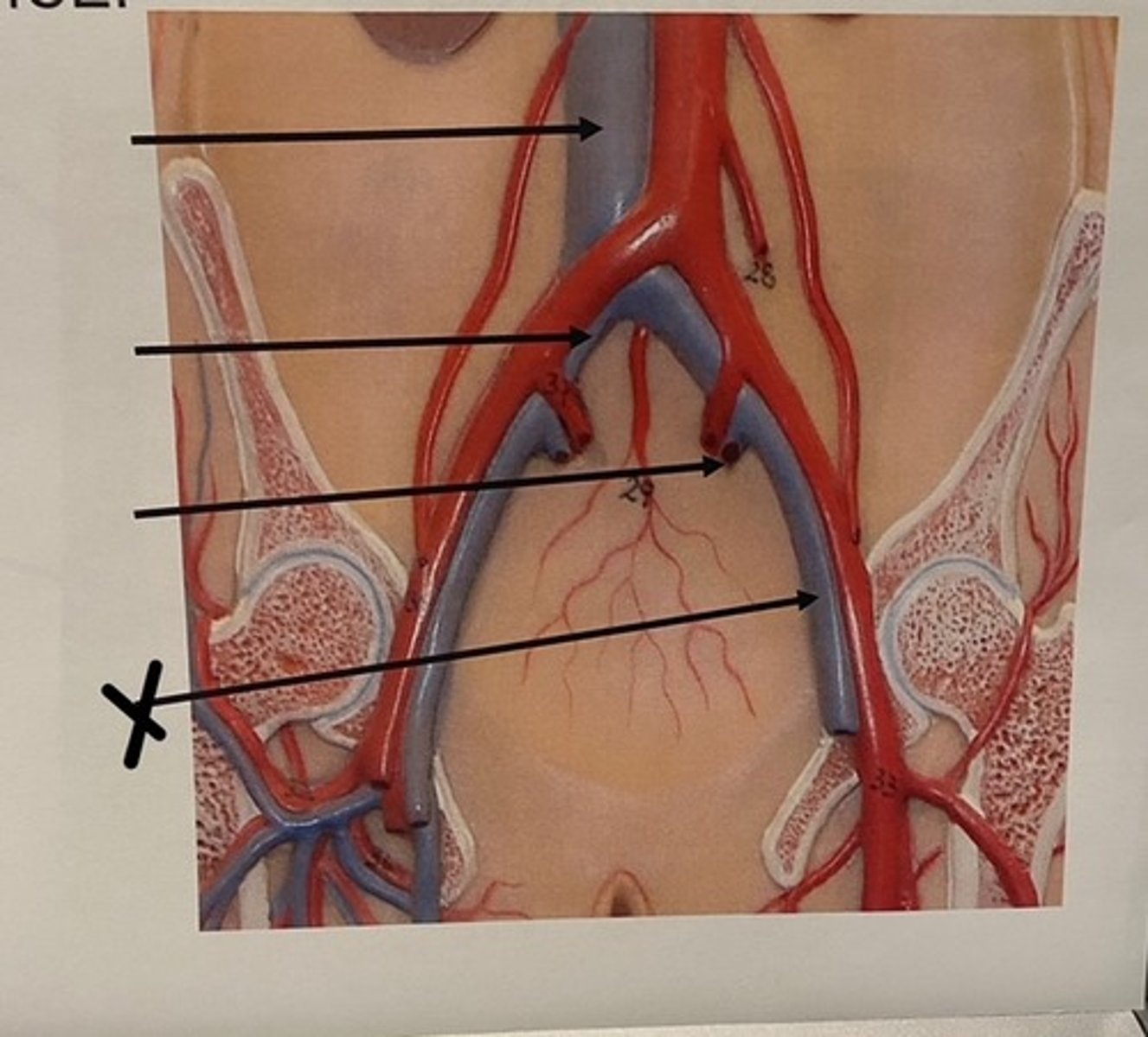 knowt flashcard image