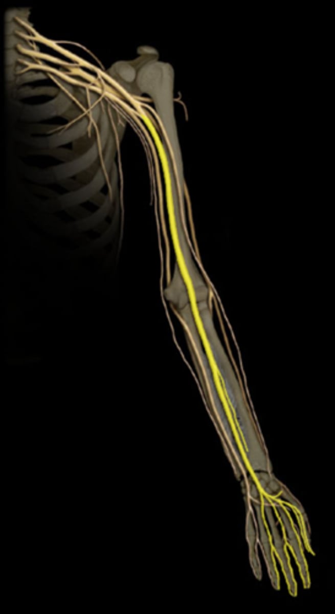 <p>Wrist flexors</p>