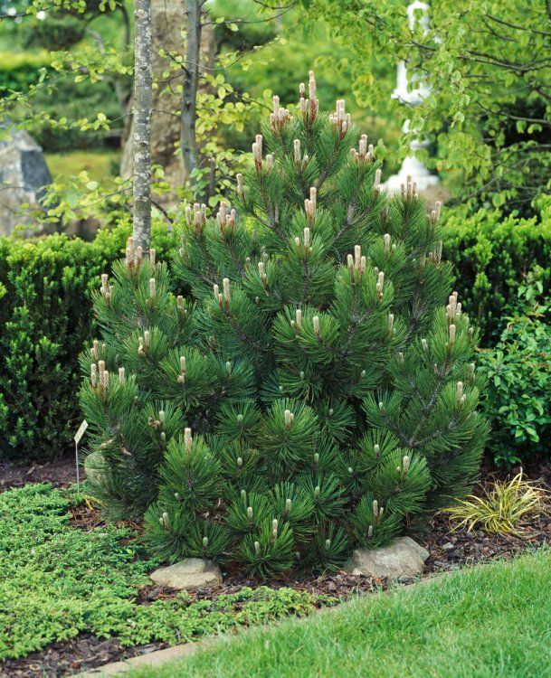 <p>Pinus (Den)</p>