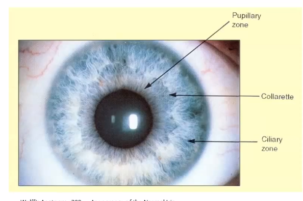 <p>pupillary zone closest to the pupil </p><p>ciliary zone closest to the ciliary body </p>