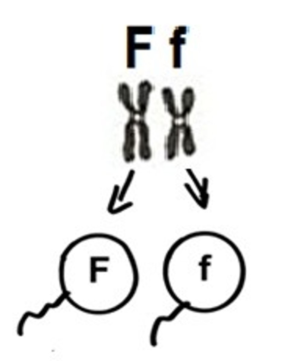 <p>During the formation of gametes, the paired unit factors segregate randomly so that each gamete receives one or the other with equal likelihood.</p>