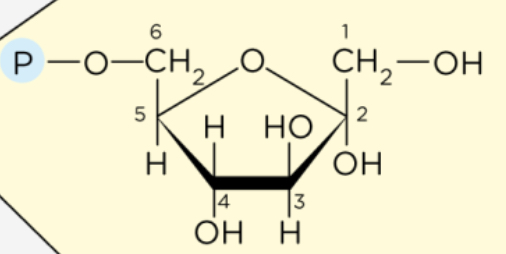 <p>What structure is this?</p>