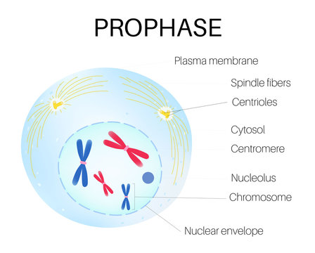 <p>It is the longest phase of mitosis; DNA is duplicated and condenses into chromosomes afterward. Spindles form outside the nucleus produced by centrioles and the nuclear envelope breaks down.</p>