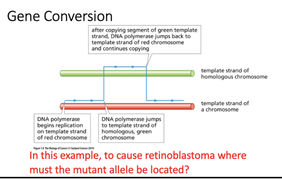 <p>template switching by DNA pol</p>