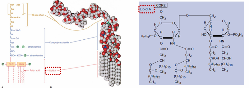 <p>of LPS of endotoxine (!)</p><ul><li><p>buitenste domein: O of somatisch antigeen →samenstelling varieert stam tot stam, serologische classificatie</p></li><li><p>kernoligosacharide:&nbsp;10-15 heptose- en octosesuikers, KDO = keto-deoxyoctulosonaat</p></li><li><p>lipide deel: lipide A →gefosforyleerde diglucosamine, meerdere VZ, zoals 3-hydroxy-myristinezuur (C14)</p></li></ul><p>Groot risico: baxter= H2O + zouten + suiker</p><ul><li><p class="MsoListParagraphCxSpMiddle">+ gram neg en pos →door hitte: bact dood (neg en pos dood)→ IV: dier gaat dood</p></li><li><p class="MsoListParagraphCxSpMiddle">probleem: bact afgedood →endotoxines zijn hitte stabiel! Shock!</p></li></ul><p></p>