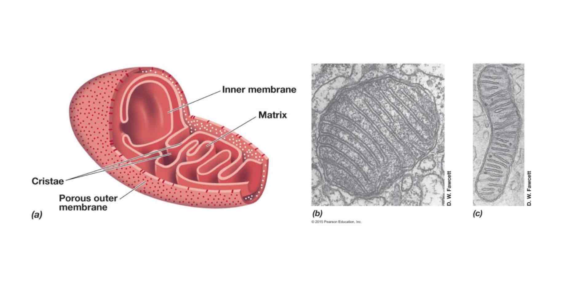 <ul><li><p>The mitochondrial inner membrane has foldings called cristae (sing. crista), which increases the surface area in order for more ETCs to be positioned in the inner membrane.</p></li><li><p>The Krebs Cycle, also called the CAC cycle or TCA cycle, which is part of respiration, occurs in the matrix. You can also find mtDNA and 70S ribosomes in the matrix.</p></li></ul>