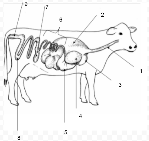 <p>Rectum</p>