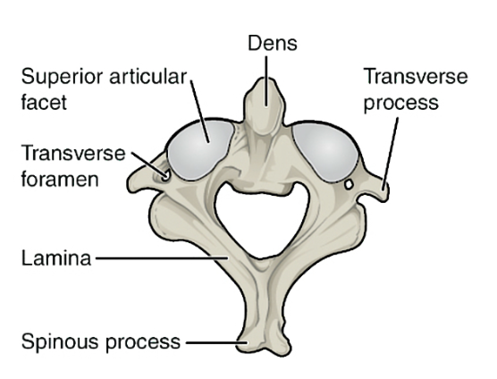<p>C2 - Rotates head on a swivel</p>