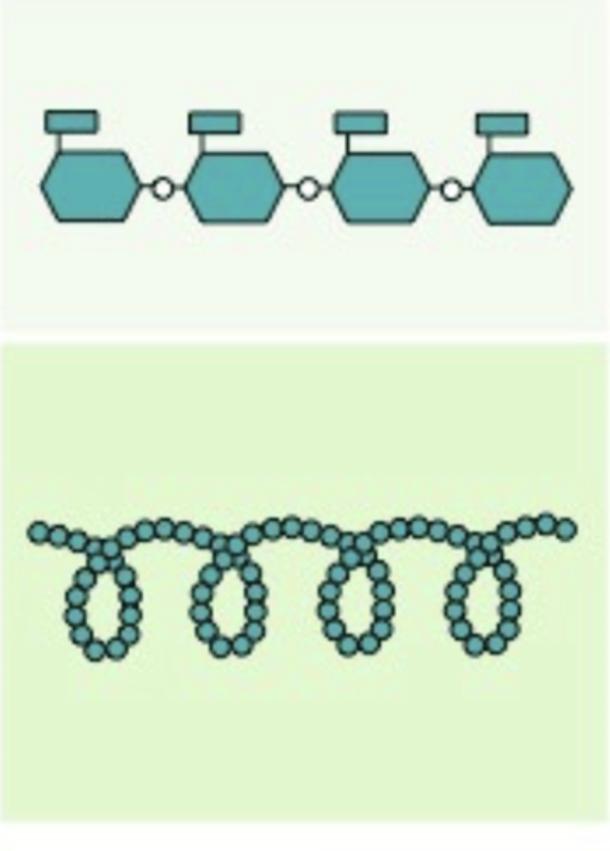 <p>A polysaccharide found in plants, with alpha glucoses, and are bonded with carbons 1-4, and is a starch</p>